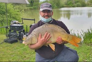Common Carp