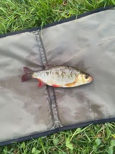 Roach