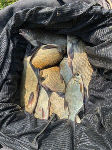Common Bream