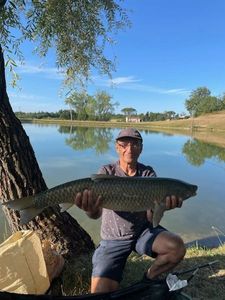 Grass Carp