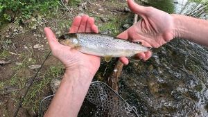 Brown Trout