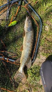 Northern Pike