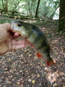 European Perch