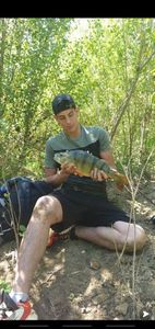 European Perch