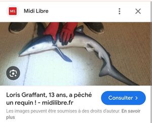 Blue Shark