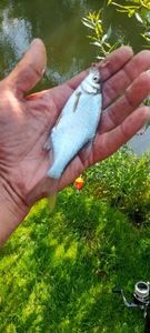 Blue Bream