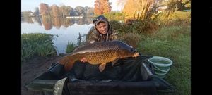 Common Carp