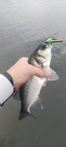 European Bass (Seabass)