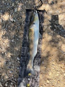 Flathead Grey Mullet