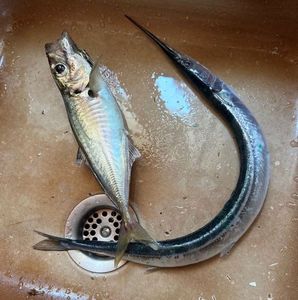 Atlantic Horse Mackerel