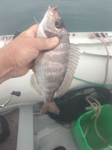 Black Seabream