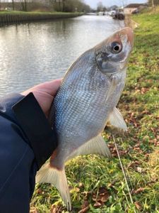 Common Bream