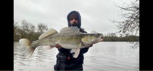 Zander