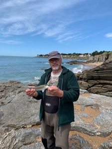 European Bass (Seabass)
