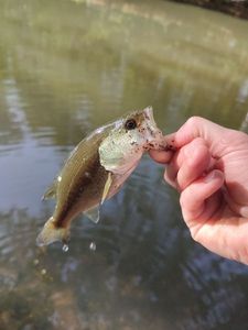 Largemouth Bass