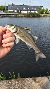 European Bass (Seabass)