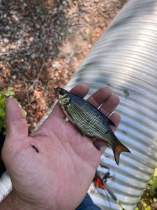 Golden shiner