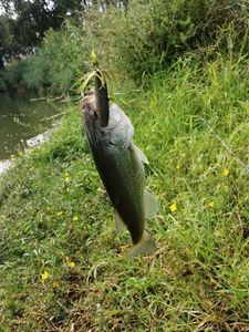 Largemouth Bass