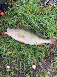European Perch