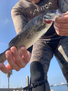 European Bass (Seabass)
