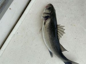 European Bass (Seabass)