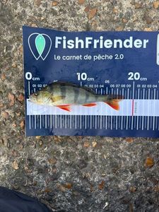 European Perch