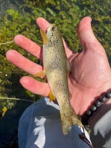 Brown Trout