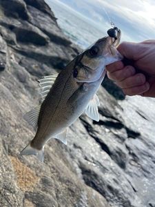 European Bass (Seabass)