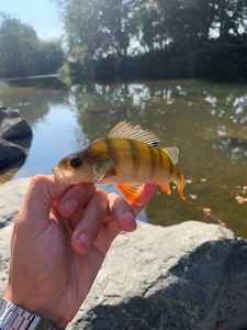 European Perch