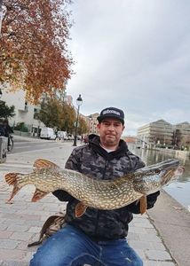 Northern Pike