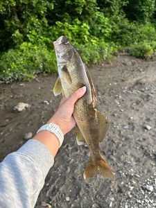 Walleye