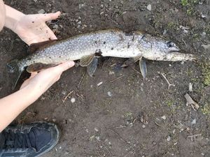 Northern Pike