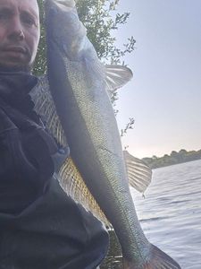Zander