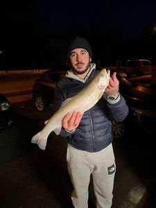 Cutthroat Trout