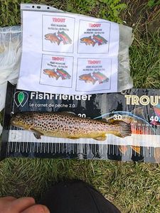 Brown Trout
