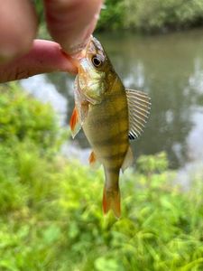 European Perch