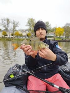 European Perch