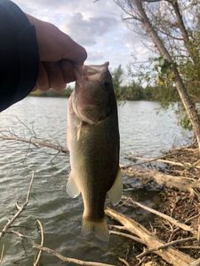 Largemouth Bass