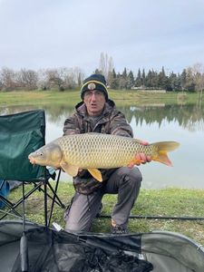 Common Carp