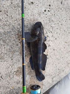 Giant Goby