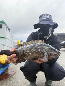 Ballan Wrasse