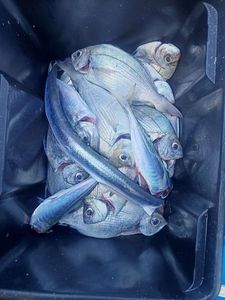 Black Seabream