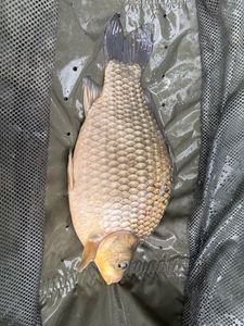 Crucian Carp