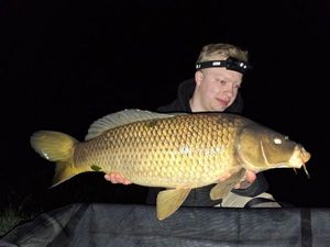 Common Carp