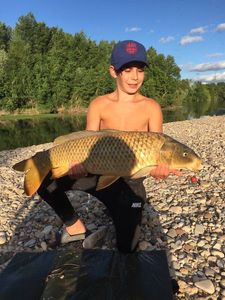 Common Carp