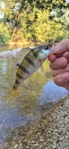 European Perch