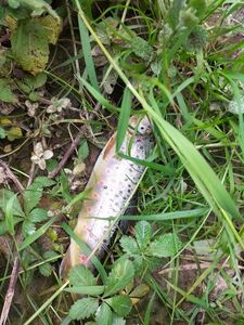 Brown Trout