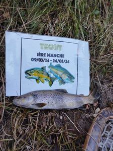 Brown Trout