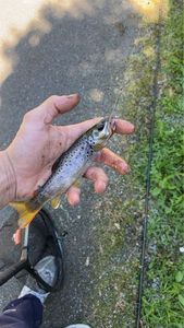 Brown Trout