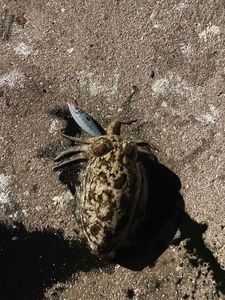 Common Cuttlefish